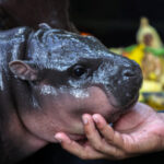 Zoo to hallmark ‘Moo Deng the Hippo’