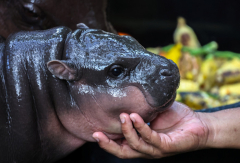 Zoo to hallmark ‘Moo Deng the Hippo’