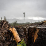 As logging intensifies forest fires, Wet’suwet’en fight to protect old growth