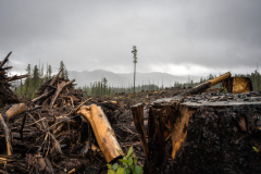 As logging intensifies forest fires, Wet’suwet’en fight to protect old growth