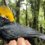 ‘Dream birds’ in the mist: First image of ‘lost’ bird in DRC mountains