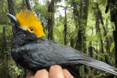 ‘Dream birds’ in the mist: First image of ‘lost’ bird in DRC mountains