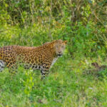 Professionals call for immediate leopard preservation efforts in Bangladesh