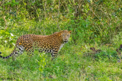 Professionals call for immediate leopard preservation efforts in Bangladesh