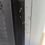 It appears there was a spider egg in my computersystem, any suggestions?