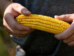 ‘Short corn’ might change the towering cornfields steamrolled by a altering environment