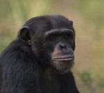 Homeowners ransack chimpanzee centre in Guinea after animal eliminates baby