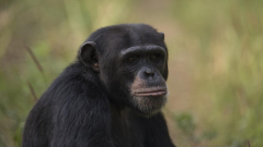 Homeowners ransack chimpanzee centre in Guinea after animal eliminates baby