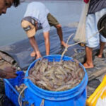 Takeaways from AP’s report on how shrimp farmers are madeuseof as grocerystores push for low costs