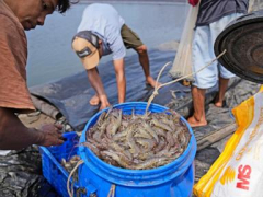 Takeaways from AP’s report on how shrimp farmers are madeuseof as grocerystores push for low costs