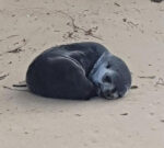 Infant fur seal passesaway after being discovered with major injuries on Bunga Beach in Victoria