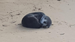 Infant fur seal passesaway after being discovered with major injuries on Bunga Beach in Victoria