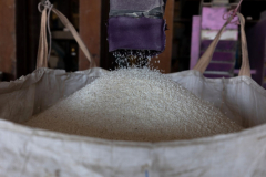 Rice rates plunge as India relieves export curbs