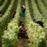 France rootingout vineyards as redwine need subsides