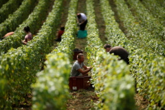 France rootingout vineyards as redwine need subsides