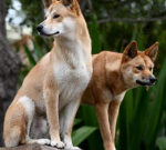 Female bitten by dingo on K’gari as visitors cautioned to stay watchful