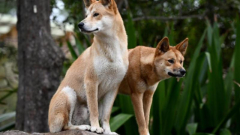 Female bitten by dingo on K’gari as visitors cautioned to stay watchful