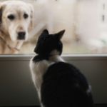 Dealingwith dysbiosis in canines & felines