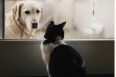 Dealingwith dysbiosis in canines & felines