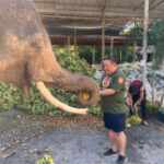 Elephant shelters requirement food help