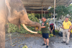 Elephant shelters requirement food help