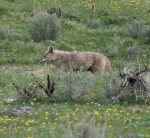 Yellowstone coyote plainly noticeable, however can you area the other animal?