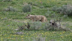 Yellowstone coyote plainly noticeable, however can you area the other animal?