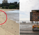 Coogee Beach, Maroubra Beach, Clovelly Beach and Gordons Bay in Sydney’s east closed due to contamination