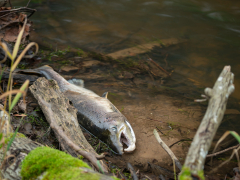 Must we all stop consuming salmon? Why it’s allofasudden endedupbeing threatened