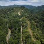 Indonesian forests pay the cost for the growing international biomass energy need