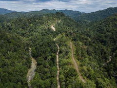 Indonesian forests pay the cost for the growing international biomass energy need