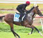 Melbourne Cup preferred Jan Brueghel ruled out after stoppingworking veterinary assessment