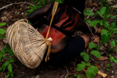 Brazil’s native seed collector networks drive larger social modification, researchstudy discovers