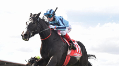 Leading Melbourne Cup competitor Onesmoothoperator gets green light from Racing Victoria veterinarians