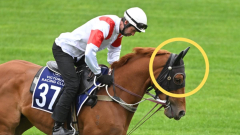 Melbourne Cup champ Chris Waller puts ear muffs on competitor Land Legend