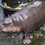 Star infant hippo Moo Deng gets Thai COP29 area