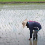 Rice exports anticipated to tally 9m tonnes