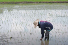 Rice exports anticipated to tally 9m tonnes