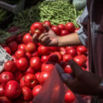 Researchers customize tomatoes to make them ‘significantly sweeter’