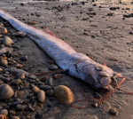 ‘Doomsday fish’ cleans up on beach