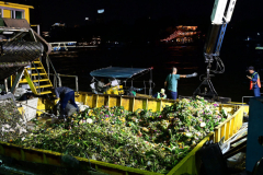 500,000 krathong drifts gathered in Bangkok waterways