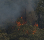 Home lost, individuals informed to getaway Great Ocean Road towns as bushfires burn out of control in Victoria