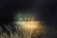 Elephants retreat after night-long standoff near farmland in Korat