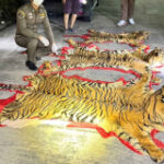 Guy captured with Sumatran tiger carcasses outdoors Bangkok