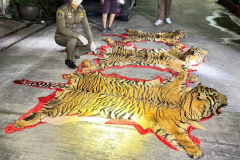 Guy captured with Sumatran tiger carcasses outdoors Bangkok