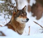 Wolves in EU lose safeguards, allowing culls as numbers soar