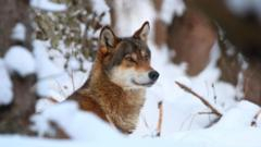 Wolves in EU lose safeguards, allowing culls as numbers soar