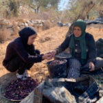 ‘Rooted in this land until death’: A Palestinian family’s olive harvest