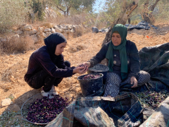 ‘Rooted in this land until death’: A Palestinian family’s olive harvest