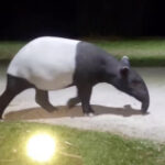 Uncommon tapir seen in Kaeng Krachan park